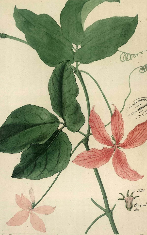 Image for collection Botany