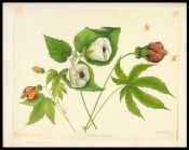 Biblioteca Nacional de Brasil